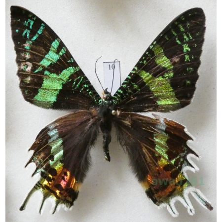 Chrysiridia rhipheus (Drury, 1773) Madagascar 62mm10